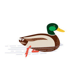 Fototapeta premium Wild Duck swimming flat color vector icon. Colorful drake bird isolated on white background. Green head Mallard male duck design element illustration. Wildlife nature animal, hunting, birdwatching