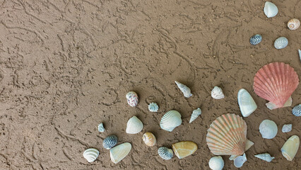 Fototapeta na wymiar shell texture, background & pattern of summer vacation