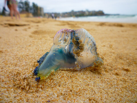 A venomous Blue Bottle (a jellyfish-like creature) washed up ashore and exposed on an Australian beach at the Pacific ocean 