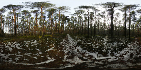 Winter Forest covered with snow HDRI Panorama