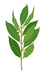 Laurel sprig. Vector flat illustration of laurel branch with green leaves isolated on white background.