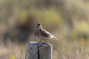 Skylark Alauda arvensis in close view in Bretagne, France