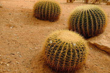 Echinocactus grusonii, known as the golden barrel cactus, golden ball or mother-in-law's cushion,...
