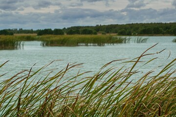 Lake landscape with turquoise water and cattail leaves that sway in the wind. The concept of the beauty of nature, the tourist attraction of the place.
