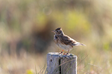 Skylark Alauda arvensis in close view in Bretagne, France