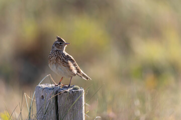 Skylark Alauda arvensis in close view in Bretagne, France