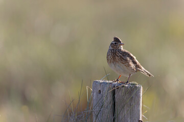 Skylark Alauda arvensis in close view in Bretagne, France