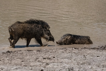 India, wild boars bathing in the mud, with the baby
