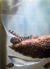 pangio kuhli - kuhli loach in aquarium