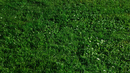 Green lawn with white chamomiles