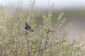 Bluethroat Luscinia svevica subsp. namnetum perching in Morbihan, France