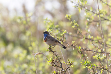 Bluethroat Luscinia svevica subsp. namnetum perching in Morbihan, France