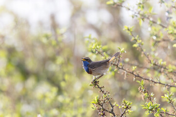 Bluethroat Luscinia svevica subsp. namnetum perching in Morbihan, France