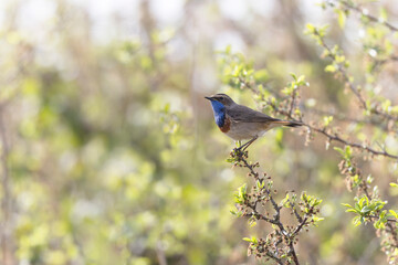 Bluethroat Luscinia svevica subsp. namnetum perching in Morbihan, France