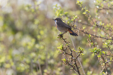 Bluethroat Luscinia svevica subsp. namnetum perching in Morbihan, France