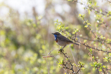 Bluethroat Luscinia svevica subsp. namnetum perching in Morbihan, France