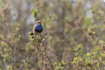 Bluethroat Luscinia svevica subsp. namnetum perching in Morbihan, France