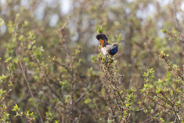 Bluethroat Luscinia svevica subsp. namnetum perching in Morbihan, France