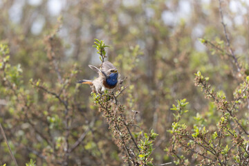 Bluethroat Luscinia svevica subsp. namnetum perching in Morbihan, France