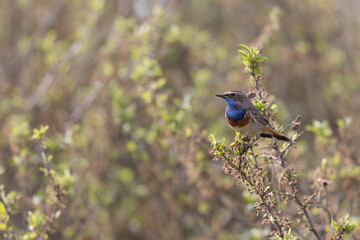Bluethroat Luscinia svevica subsp. namnetum perching in Morbihan, France