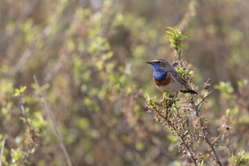 Bluethroat Luscinia svevica subsp. namnetum perching in Morbihan, France