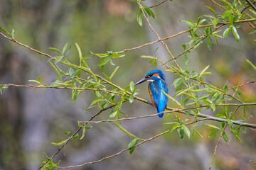Close up of Kingfisher perched on branch among spring foliage and against blurred background