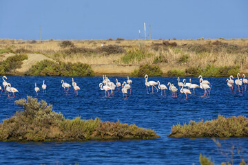 flamingos in the salt flats of Fuseta, Algarve, Portugal