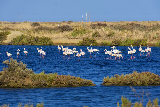 flamingos in the salt flats of Fuseta, Algarve, Portugal