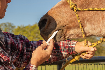 man giving medicine to a horse 