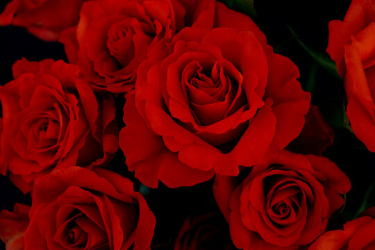 red roses from above on a black background 