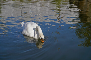 white mute swan on a lake in Halle Saale