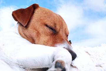 Śpiący pies na tle błękitnego nieba.  Sleepy dog ​​against the blue sky. © jarizPJ