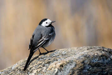 Selective focus photo. White wagtail bird. Motacilla alba.