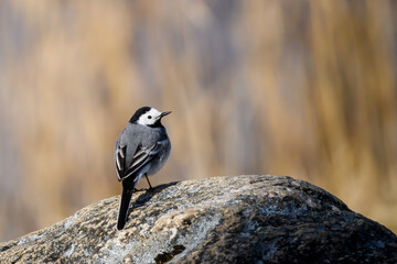 Selective focus photo. White wagtail bird. Motacilla alba.