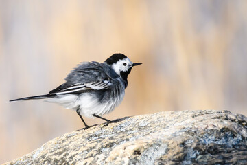 Selective focus photo. White wagtail bird. Motacilla alba.