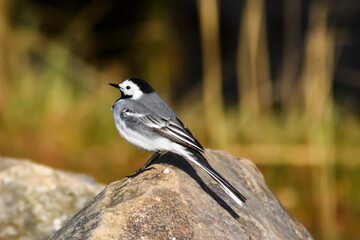 Selective focus photo. White wagtail bird. Motacilla alba.