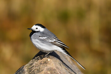 Selective focus photo. White wagtail bird. Motacilla alba.