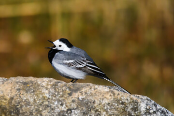 Selective focus photo. White wagtail bird. Motacilla alba.