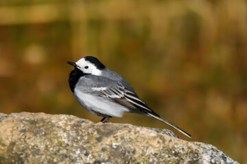Selective focus photo. White wagtail bird. Motacilla alba.