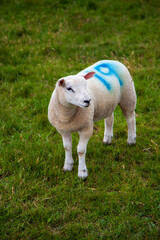 Obraz premium Racing Sheep
