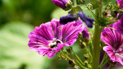 Hummel, Blüte, Malve, Biene, Pflanze, Frühling, Bees, Insekten, Insecta
