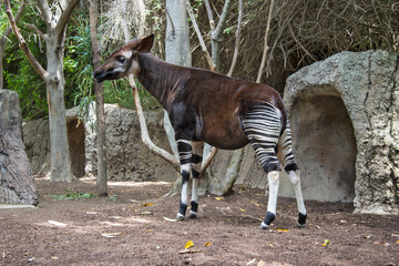 Okapi (Okapia johnstoni) stands in forest paddock. Okapi is found in Ituri rainforest, Democratic...