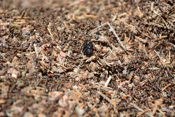 Ants closeup view, summer season