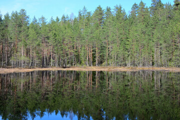 Obraz premium Forest bog in summer season