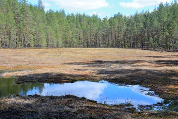 Forest bog in summer season