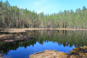 Obraz premium Forest bog in summer season