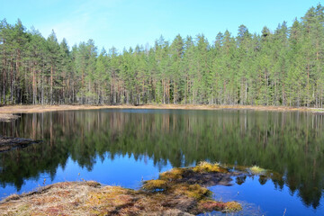 Fototapeta na wymiar Forest bog in summer season