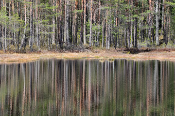 Forest bog in summer season