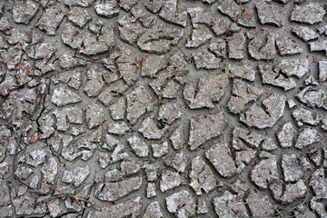 Dry earth. Picture can be used as a background
