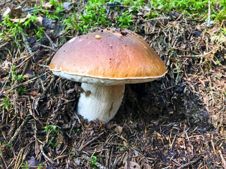 Cep mushroom at the forest